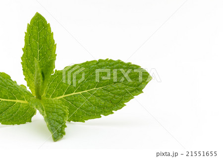 ミント:mint 21551655