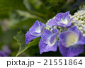 紫陽花 21551864