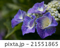 紫陽花 21551865