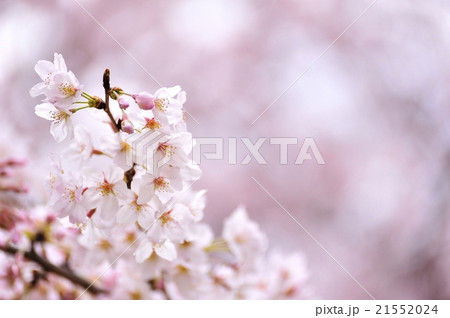 桜の花 桜の花 21552024