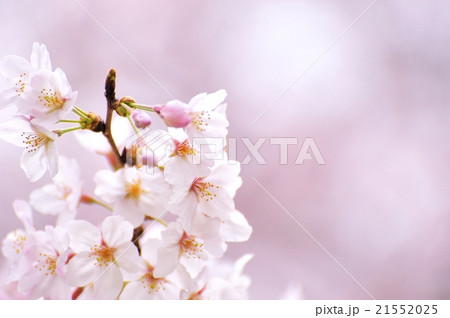 桜の花 21552025