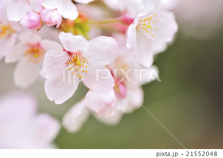 桜の花 桜の花 21552048