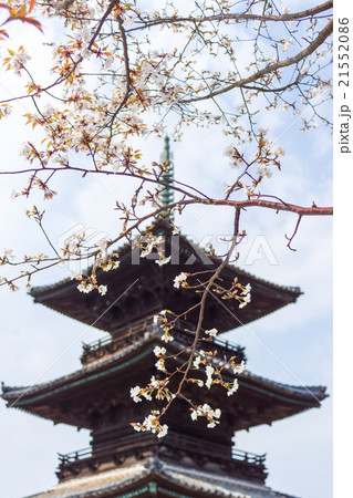 山桜と青空と背景ボケの三重塔 21552086