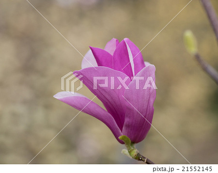 赤紫のモクレン 赤紫のモクレン 21552145