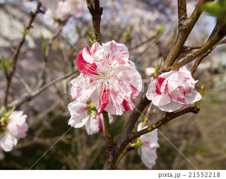 ハナモモ（紅白混在） 21552218