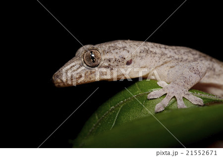 ヤモリ 21552671