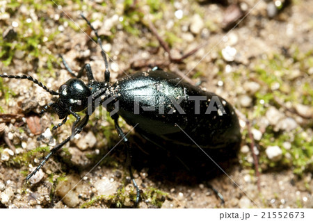 ツチハンミョウ 21552673