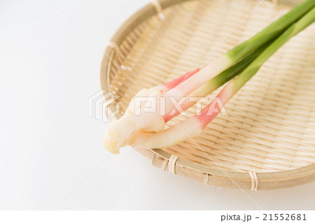 葉しょうが 21552681