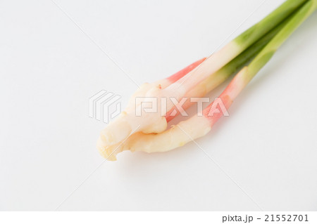 葉しょうが 21552701