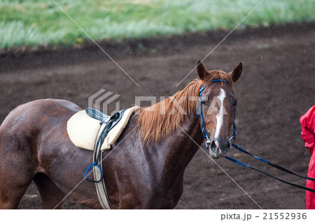 Horse on the racetrack 21552936
