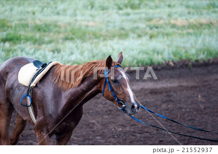 Horse on the racetrack 21552937
