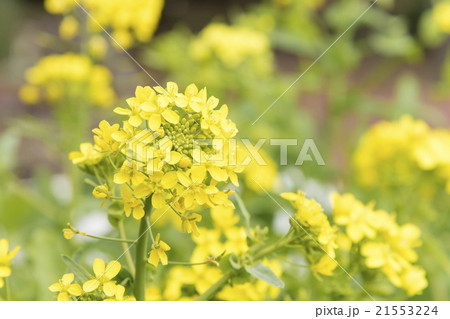 聖護院カブの花　聖護院カブ　聖護院かぶ　聖護院かぶの花 21553224