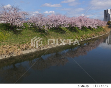 川面に映る桜並木 21553625