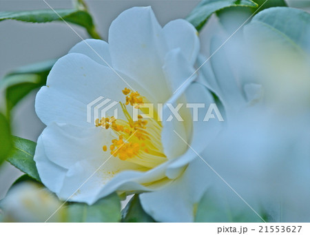 白い花 白い花 21553627