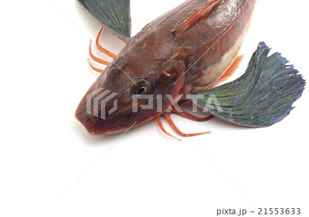 ホウボウ ホウボウ 21553633