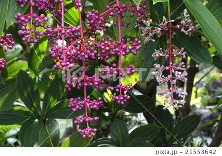 紫色の実 21553642