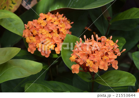 サンタンカ 21553644