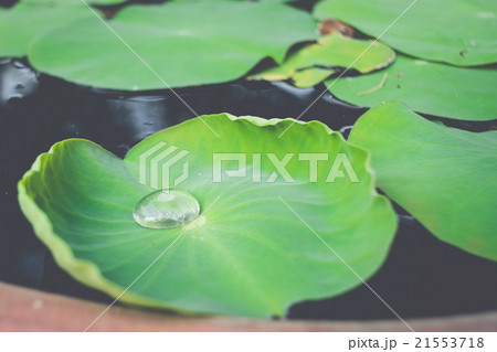 Water drop on lotus leaf with copy space Water drop on lotus leaf with copy space 21553718
