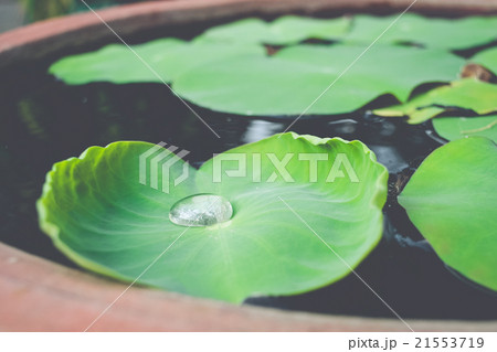 Water drop on lotus leaf with copy space Water drop on lotus leaf with copy space 21553719