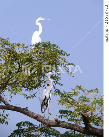 栴檀の枝に止まるダイサギとアオサギ 21553722