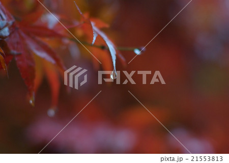 雨に濡れた深山公園のモミジ 21553813
