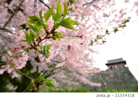 大濠公園のさくら 大濠公園のさくら 21554318