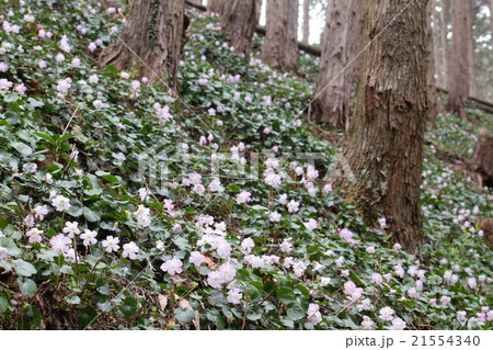 イワウチワの群生 21554340