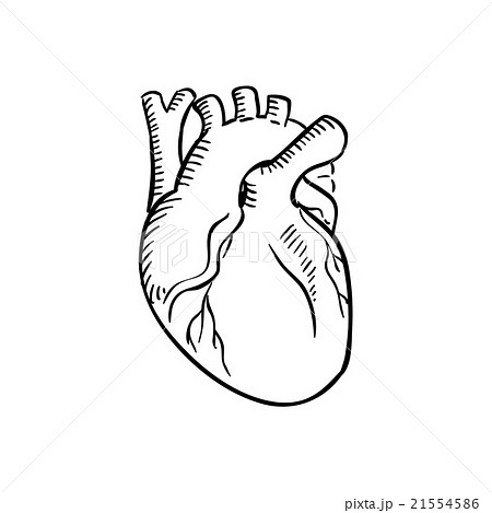 Isolated human heart outline sketch 21554586