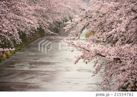 恩田川の桜 恩田川の桜 21554781