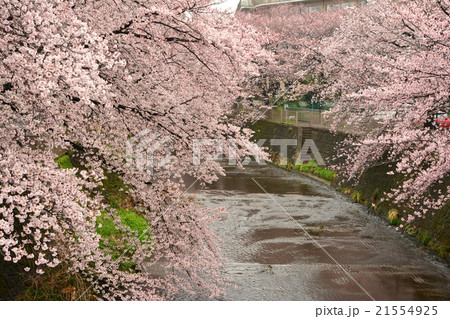 恩田川の桜 21554925