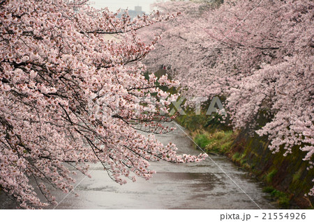 恩田川の桜 21554926