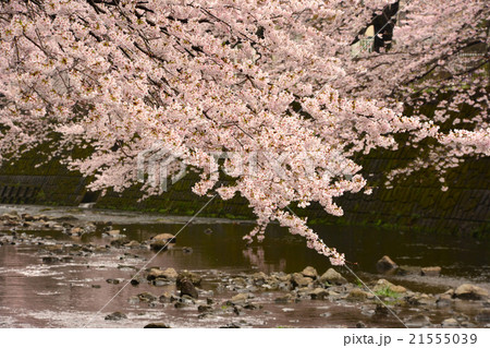 恩田川の桜 21555039