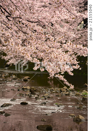 恩田川の桜 21555040