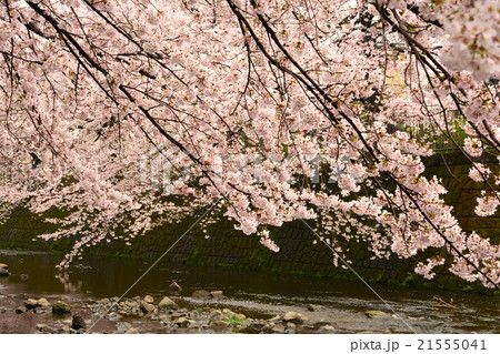 恩田川の桜 21555041