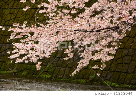 恩田川の桜 21555044