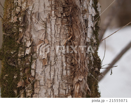 幹を這うツルアジサイ　 21555071