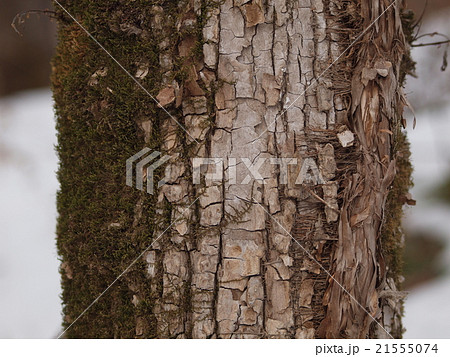 樹幹を這い上るツルアジサイ 21555074