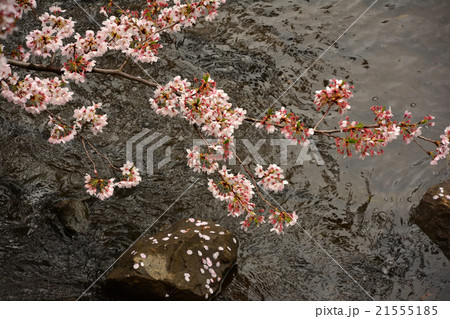 恩田川の桜 21555185