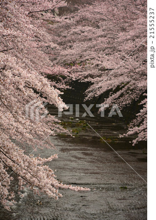 恩田川の桜 恩田川の桜 21555237