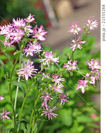 リクニス リクニス 21555268