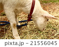 ヤギ 21556045
