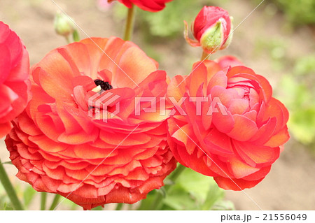 ラナンキュラス ラナンキュラス 21556049