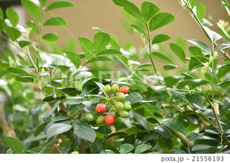 ゲッキツ 21556193