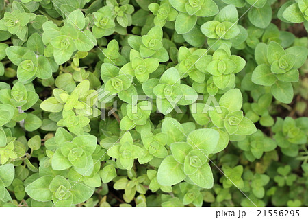 オレガノ 21556295