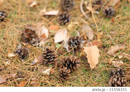 松ぼっくり 松ぼっくり 21556331