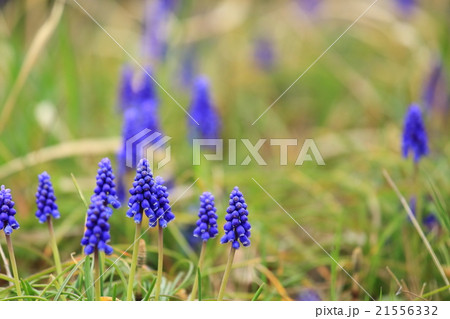 ムスカリ ムスカリ 21556332