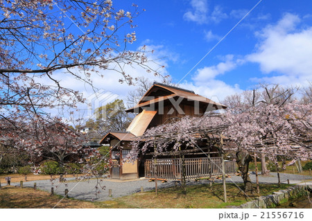 渉成園の桜 21556716