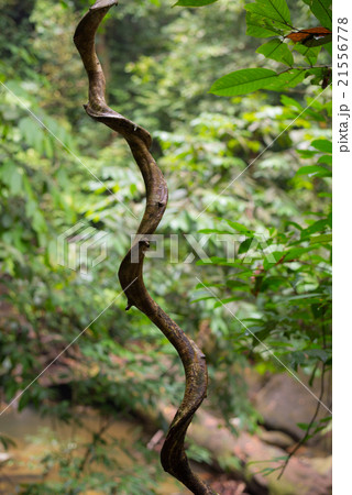 Borneo rainforest 21556778