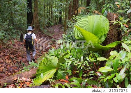 Exploring Borneo rainforest 21557078