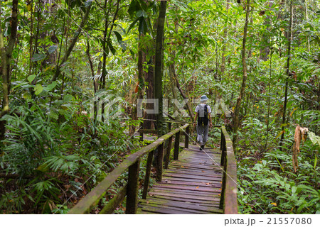 Exploring Borneo rainforest 21557080